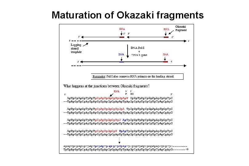 Maturation of Okazaki fragments 