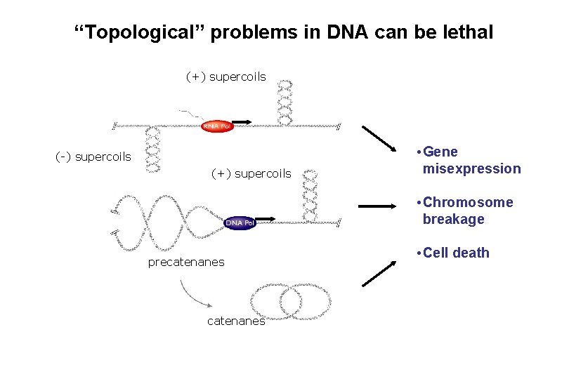 “Topological” problems in DNA can be lethal (+) supercoils (-) supercoils (+) supercoils •