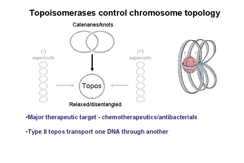 Topoisomerases control chromosome topology Catenanes/knots Topos Relaxed/disentangled • Major therapeutic target - chemotherapeutics/antibacterials •