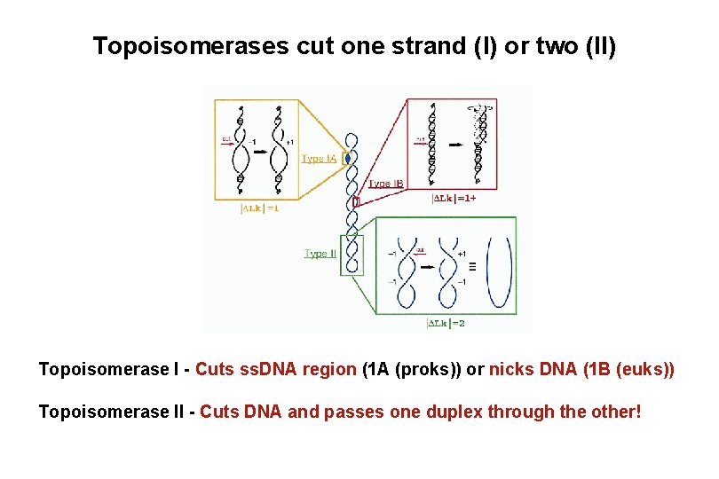 Topoisomerases cut one strand (I) or two (II) Topoisomerase I - Cuts ss. DNA