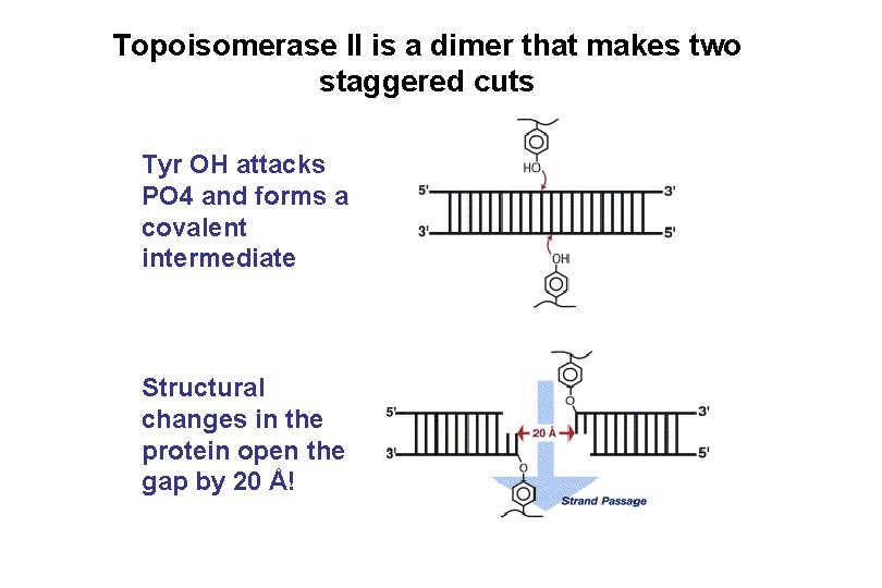 Topoisomerase II is a dimer that makes two staggered cuts Tyr OH attacks PO