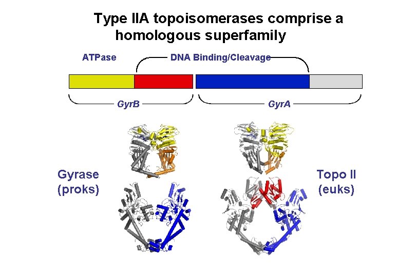 Type IIA topoisomerases comprise a homologous superfamily ATPase DNA Binding/Cleavage Gyr. B Gyrase (proks)