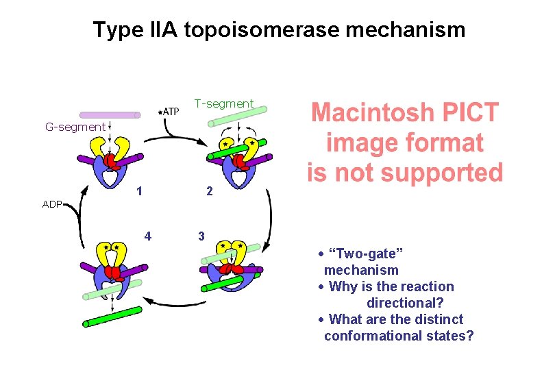 Type IIA topoisomerase mechanism T-segment G-segment 1 2 ADP 4 3 • “Two-gate” mechanism