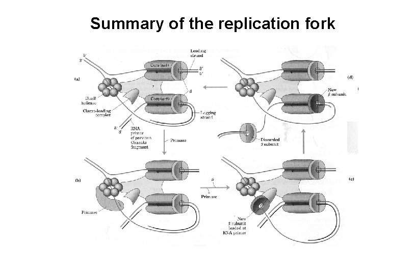 Summary of the replication fork “Fingers” “Palm” “Thumb” 