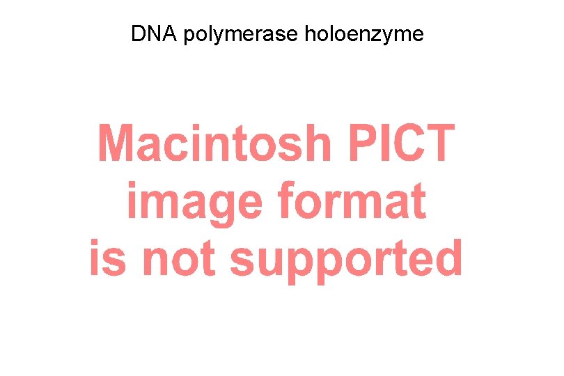 DNA polymerase holoenzyme 