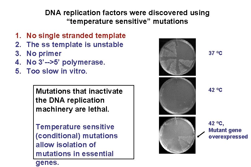 DNA replication factors were discovered using “temperature sensitive” mutations 1. 2. 3. 4. 5.