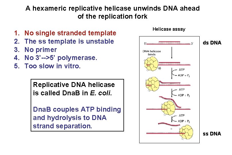A hexameric replicative helicase unwinds DNA ahead of the replication fork 1. 2. 3.