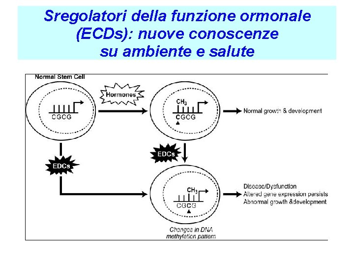 Sregolatori della funzione ormonale (ECDs): nuove conoscenze su ambiente e salute Sregolatori della funzione ormonale (ECDs): nuove conoscenze su ambiente e salute