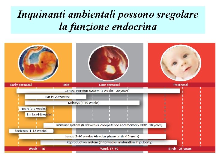 Inquinanti ambientali possono sregolare la funzione endocrina Inquinanti ambientali possono sregolare la funzione endocrina