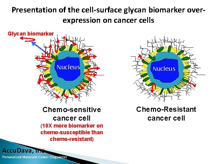 Presentation of the cell-surface glycan biomarker overexpression on cancer cells Glycan biomarker Nucleus Chemo-sensitive