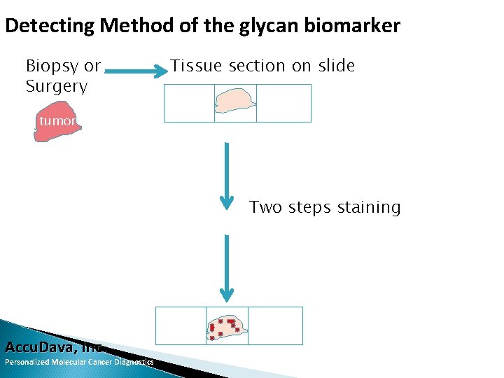 Detecting Method of the glycan biomarker Biopsy or Surgery Tissue section on slide tumor