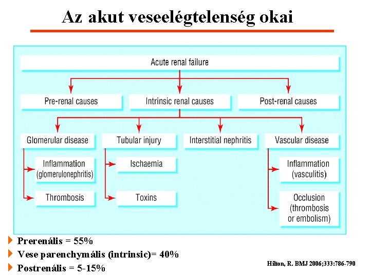 Az akut veseelégtelenség okai 4 Prerenális = 55% 4 Vese parenchymális (intrinsic)= 40% 4