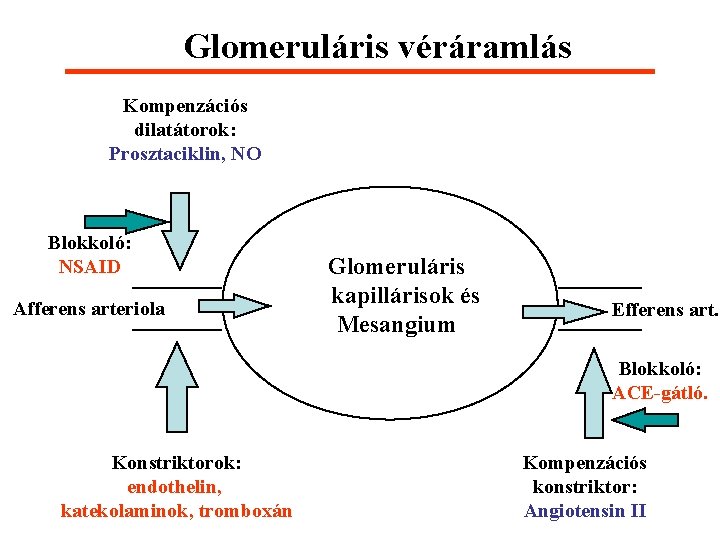 Glomeruláris véráramlás Kompenzációs dilatátorok: Prosztaciklin, NO Blokkoló: NSAID Afferens arteriola Glomeruláris kapillárisok és Mesangium