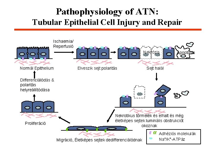 Pathophysiology of ATN: Tubular Epithelial Cell Injury and Repair Ischaemia/ Reperfusió Nekrózis Normál Epithelium