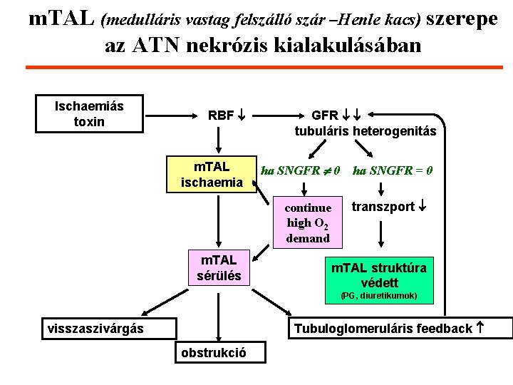 m. TAL (medulláris vastag felszálló szár –Henle kacs) szerepe az ATN nekrózis kialakulásában Ischaemiás