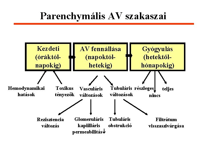 Parenchymális AV szakaszai Kezdeti (óráktólnapokig) Hemodynamikai hatások AV fennállása (napoktólhetekig) Toxikus Vasculáris tényezők változások