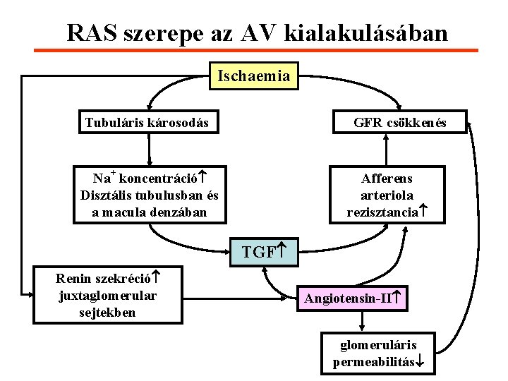  RAS szerepe az AV kialakulásában Ischaemia Tubuláris károsodás GFR csökkenés Na+ koncentráció Disztális