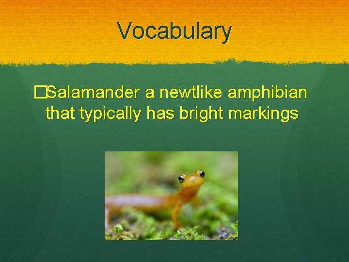 Vocabulary �Salamander a newtlike amphibian that typically has bright markings 