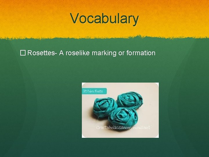 Vocabulary � Rosettes- A roselike marking or formation 