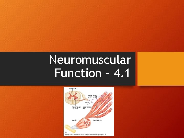 Neuromuscular Function – 4. 1 Neuromuscular Function – 4. 1