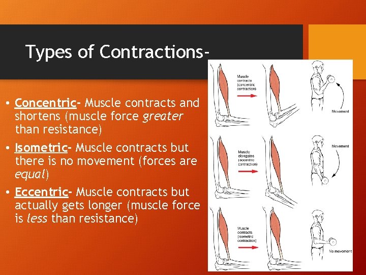 Types of Contractions • Concentric- Muscle contracts and shortens (muscle force greater than resistance) Types of Contractions • Concentric- Muscle contracts and shortens (muscle force greater than resistance)