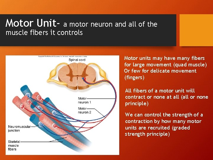 Motor Unit- a motor neuron and all of the muscle fibers it controls Motor Motor Unit- a motor neuron and all of the muscle fibers it controls Motor
