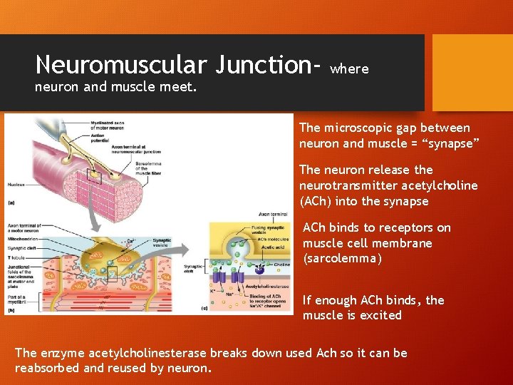 Neuromuscular Junction- where neuron and muscle meet. The microscopic gap between neuron and muscle Neuromuscular Junction- where neuron and muscle meet. The microscopic gap between neuron and muscle