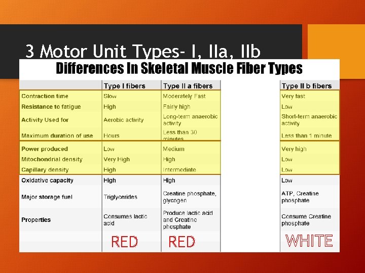 3 Motor Unit Types- I, IIa, IIb RED WHITE 3 Motor Unit Types- I, IIa, IIb RED WHITE