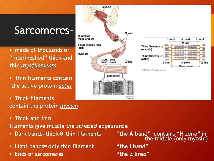 Sarcomeres • made of thousands of “intermeshed” thick and thin myofilaments • Thin filaments Sarcomeres • made of thousands of “intermeshed” thick and thin myofilaments • Thin filaments