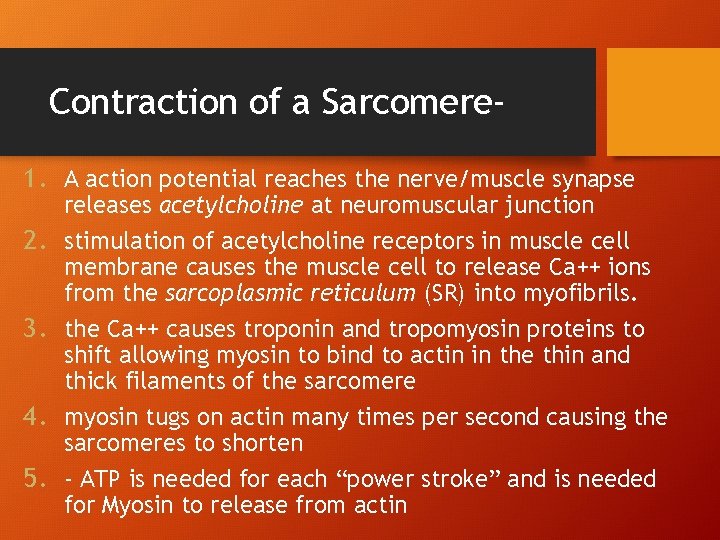 Contraction of a Sarcomere 1. A action potential reaches the nerve/muscle synapse 2. 3. Contraction of a Sarcomere 1. A action potential reaches the nerve/muscle synapse 2. 3.