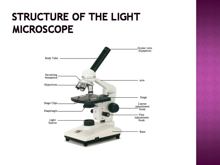 STRUCTURE OF THE LIGHT MICROSCOPE 