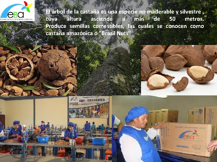 LA CASTAA Departamentos de Pando Beni y La