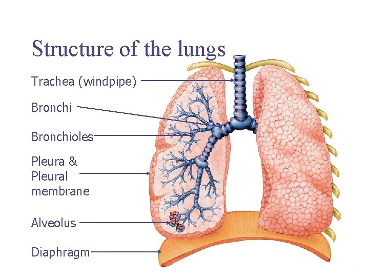 Structure of the lungs Trachea (windpipe) Bronchioles Pleura & Pleural membrane Alveolus Diaphragm 