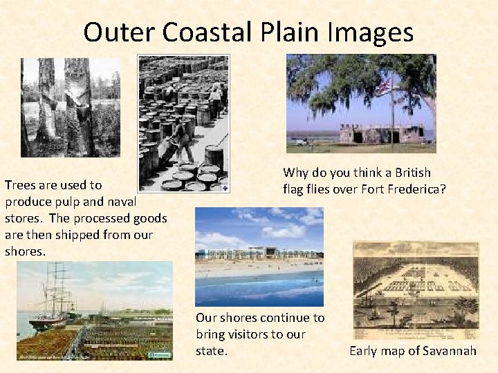 Outer Coastal Plain Images Trees are used to produce pulp and naval stores. The