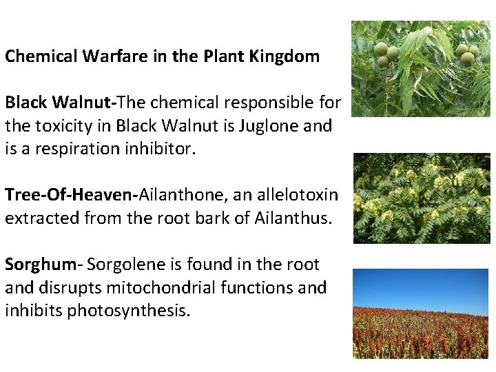 Chemical Warfare in the Plant Kingdom Black Walnut-The chemical responsible for the toxicity in