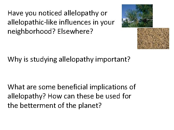 Have you noticed allelopathy or allelopathic-like influences in your neighborhood? Elsewhere? Why is studying