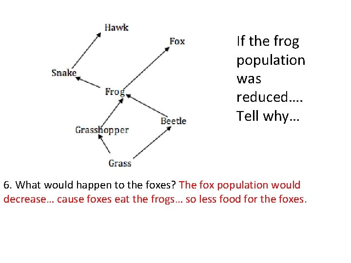 If the frog population was reduced…. Tell why… 6. What would happen to the
