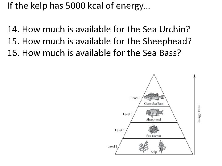 If the kelp has 5000 kcal of energy… 14. How much is available for