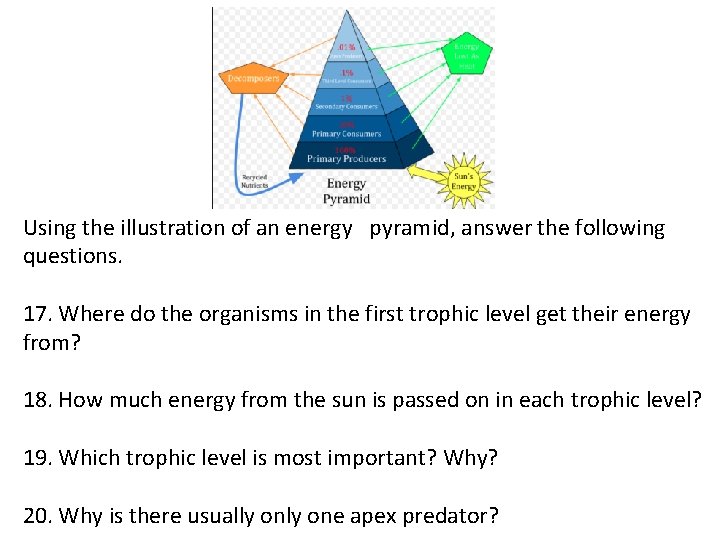 Using the illustration of an energy pyramid, answer the following questions. 17. Where do