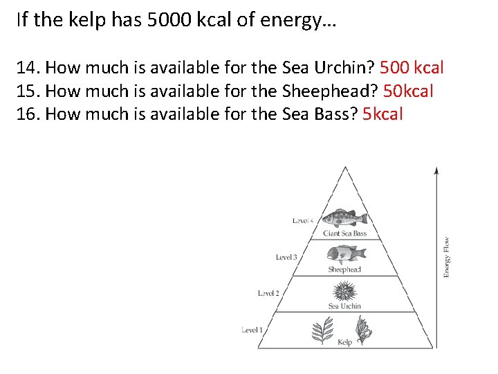 If the kelp has 5000 kcal of energy… 14. How much is available for