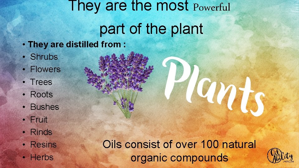 They are the most Powerful part of the plant • They are distilled from