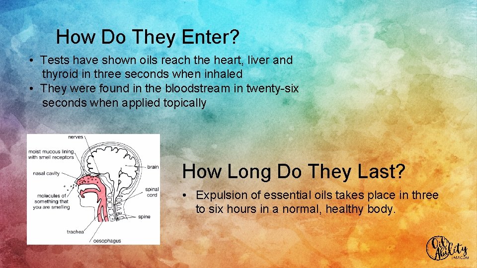 How Do They Enter? • Tests have shown oils reach the heart, liver and