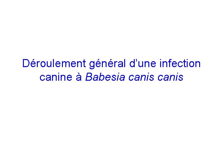 Déroulement général d’une infection canine à Babesia canis 