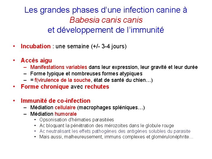 Les grandes phases d’une infection canine à Babesia canis et développement de l’immunité •