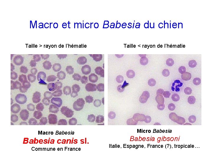 Macro et micro Babesia du chien Taille > rayon de l’hématie Taille < rayon