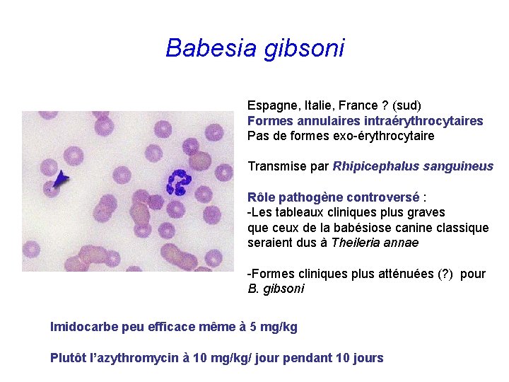 Babesia gibsoni Espagne, Italie, France ? (sud) Formes annulaires intraérythrocytaires Pas de formes exo-érythrocytaire