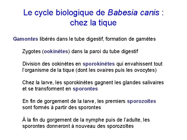 Le cycle biologique de Babesia canis : chez la tique Gamontes libérés dans le