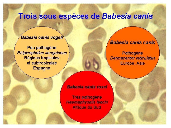 Trois sous espèces de Babesia canis vogeli Babesia canis Peu pathogène Rhipicephalus sanguineus Régions