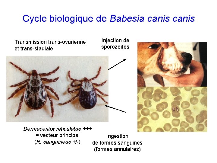 Cycle biologique de Babesia canis Transmission trans-ovarienne et trans-stadiale Injection de sporozoïtes Dermacentor reticulatus