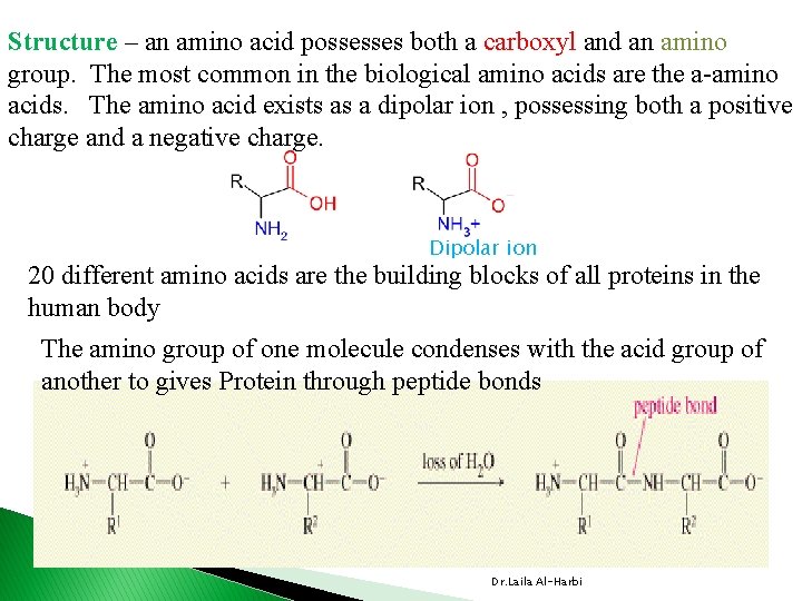 Structure – an amino acid possesses both a carboxyl and an amino group. The